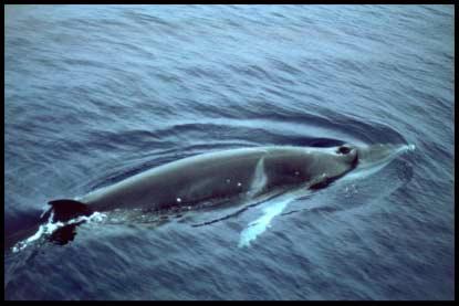 Status of Marine Mammals in the North Atlantic THE MINKE WHALE This series of reports is intended to provide information on North Atlantic marine mammals suitable for the general reader.