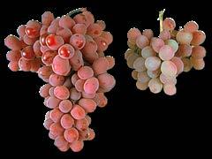 Negative Impacts of GLD o Reduced fruit load Grape cv.