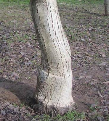 Walnut rootstocks: Three choices