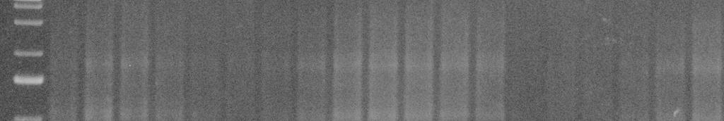 Kết quả điện di sản phẩm PCR- RAPD của 19 mẫu với mồi OPB 10 (Hình 3.2) cho thấy: sản phẩm nhân ADN có kích thước nằm trong khoảng 0,5 1,1 kb; có tổng số 56 băng xuất hiện, tất cả đều là băng đa hình.