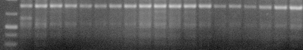 25 + Phản ứng PCR- RAPD với mồi OPD 11 Tiếp tục thực hiện phản ứng PCR cho 19 mẫu Pơ mu với mồi OPD 11 và kiểm tra sản phẩm của phản ứng. Kết quả (Hình 3.