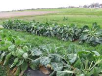 best for growth and quality Requires exposure to cool weather for curd production Due to evolving from wild cabbage (biennial) Early maturing types require shorter periods* Too much heat will reduce