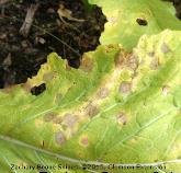 ) Photo courtesy: Aqua Traxx Imported and Cross striped cabbageworms Insect Control Subject to many damaging insect pests Begin scouting after seeds emerge Holes in leaves Honeydew,