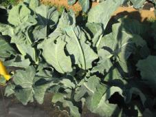 Cauliflower Management Plants inspected weekly once