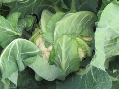 Cauliflower Data Days to harvest Total marketable