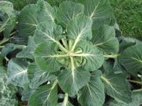 watering, heaver than this and plants tend to fall over Don t water too much (very susceptible to wire stem, damping-off) Fertilize and spray for cabbageworms similar to cauliflower 3-4 tsp/gal.