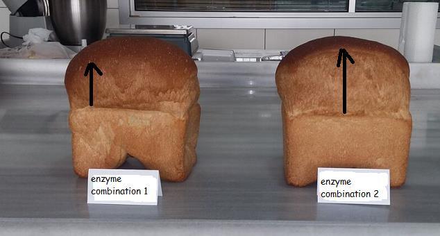 Some studies on enzymes functions Oven