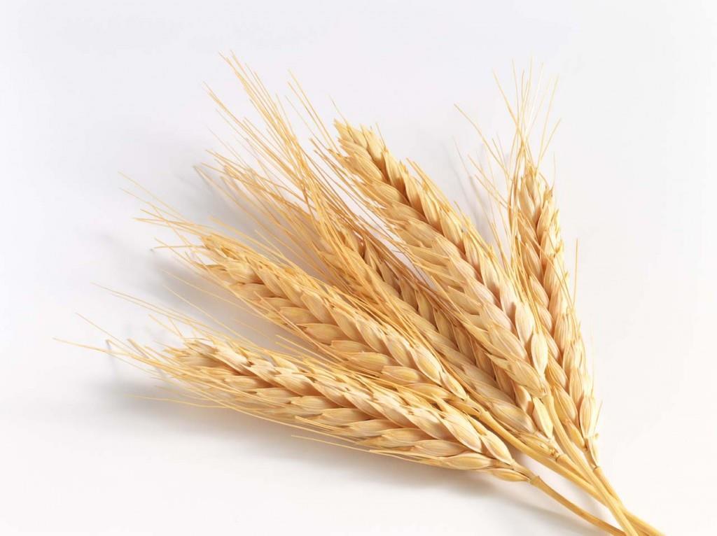 Wheat grain and its derivatives are important components of our daily diet.