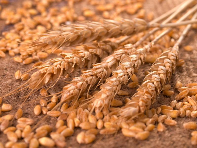 The most important value of wheat is ; its quality.