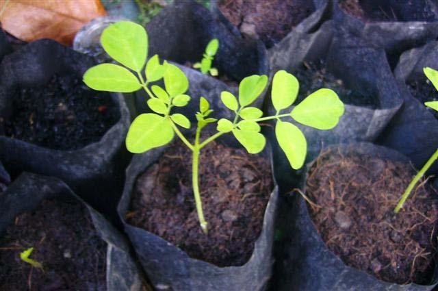 Place seedlings in bags first then transplant Nutritional values & medicinal