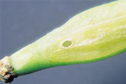 Larval development takes approximately six weeks, and during this time, a single larva consumes five to six canola seeds.