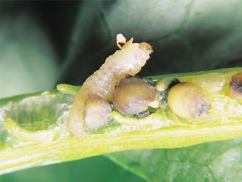 Pupae Mature larvae chew small, circular exit holes in the pod walls, drop to the ground, burrow in and pupate within earthen
