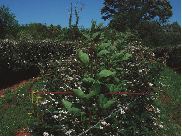 52 BLACKBERRY CULTIVATION IN THE WORLD Figure 4- Erect primocanes on a mature