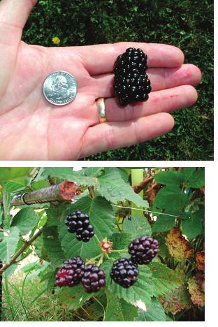 54 BLACKBERRY CULTIVATION IN THE WORLD Figure 8 -Comparison of fruit of Prime-Jim fruit grown in moderate summer and fall temperatures in Oregon (upper photo) and in Arkansas (lower photo).