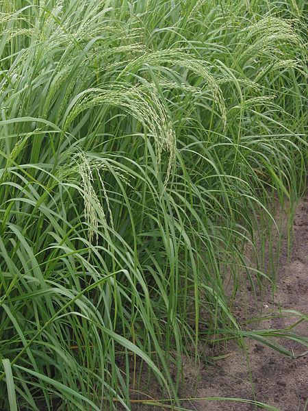 Teff (Eragrostis tef Poaceae) History One of the first domesticated plants: Ethiopia 10.