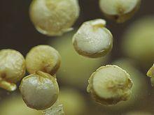 Quinoa (Chenopodium quinoa Chenopodiaceae) History Domesticated for human