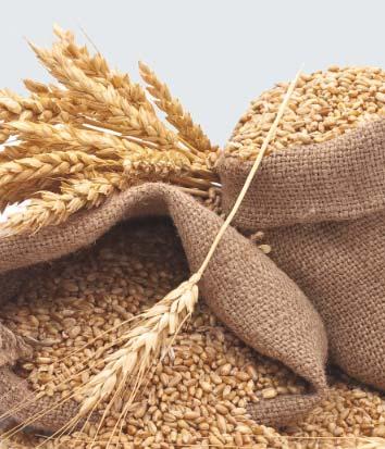 Any grain derivatives, such as wheat gluten, wheat starch, wheat dextrin, corn starch, corn dextrin, rice starch, tapioca These