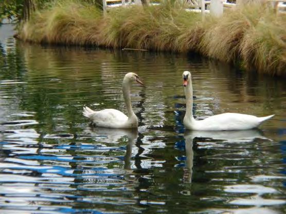 TradeWinds has two swans named Sandy and Pearl.