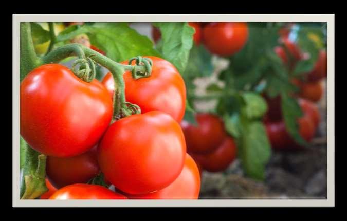 WHAT WE ARE LEARNING TODAY Hi, I m Tobias Tomato! Today we are going to talk about tomatoes.