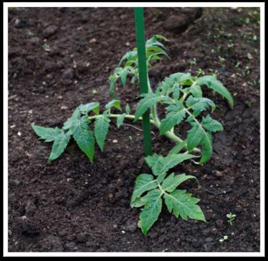 3-5 Social Studies STEP 2: THE SEEDS GROW INTO PLANTS THAT PRODUCE TOMATOES It is important for farmers to practice crop