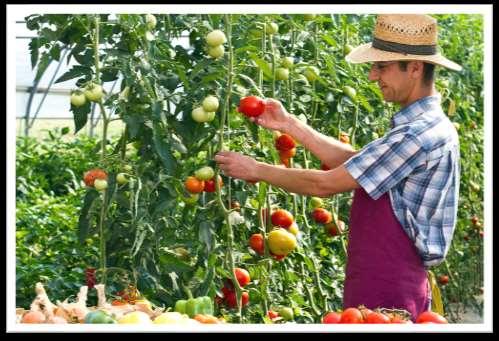 3-5 Social Studies STEP 3: THE FARMER HARVESTS THE PLANTS Tomatoes can be picked by hand or machine.
