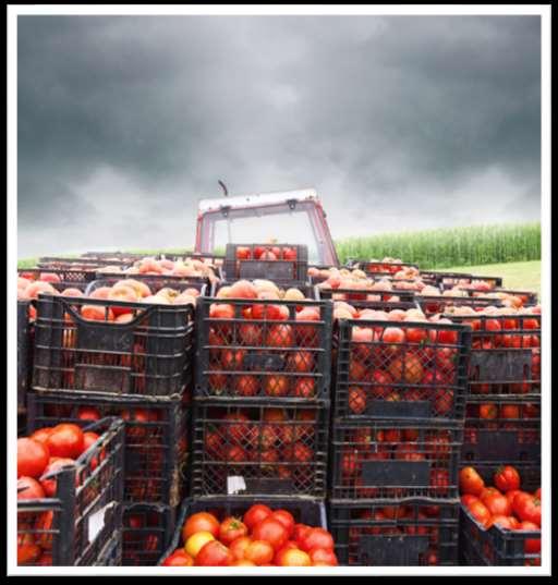 3-5 Social Studies STEP 4: TOMATOES ARE TRANSPORTED OFF THE FARM IN TRUCKS Some farmers use reusable plastic bins to move tomatoes from