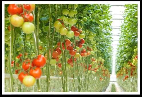 HOW DO TOMATOES GROW? Tomatoes can grow in rows outside in the soil.