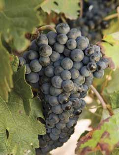 grape maturity, optimise the value of the harvest and pay the right price for grapes - objective measurements of maturity and grape soundness are invaluable during the busy harvest period.