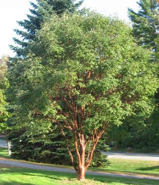 Street Tree Informational Supplement. Benefits of Trees Trees can lower overall energy expenses by shading a building from the summer heat and providing screening from winter winds.