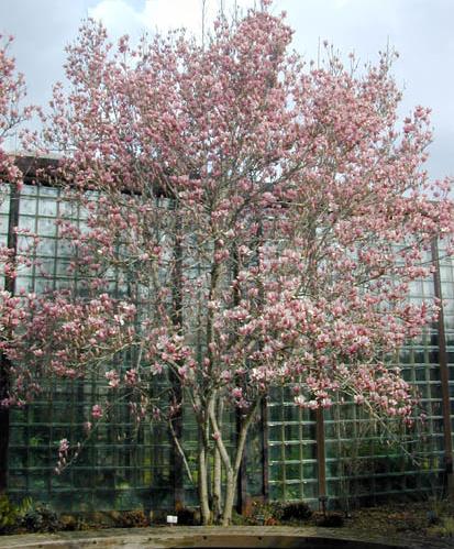 15. Magnolia x soulangiana - Saucer Magnolia Maximum 20-25 H x 20-30 W Moderate Grower (12-24 /year) Bloom: Yes, White Saucer Magnolia s exhibit a rounded, oval shape with low branches and a single