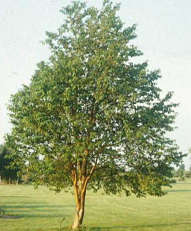 Bronze Macho Amur Corktree has a short, thick trunk and an open, rounded canopy which makes it ideal as a durable shade tree.