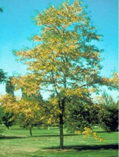 spreading form. Branches normally sweep the ground in a graceful fashion. This tree has showy copper leaves in fall. For street tree applications branches must be pruned.