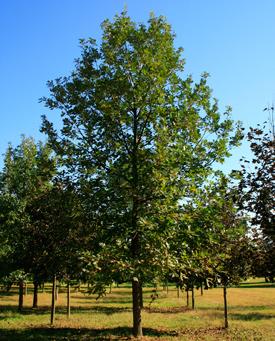 Swamp White Oak has deeply ridged and furrowed, dark brown bark, and forms an impressive street tree. 17.