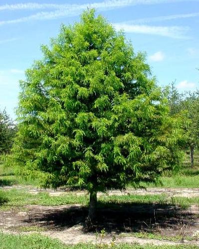 This tree withstands most conditions, has a clean habit of growth and makes one of the best street and shade trees. http://www.hosstreefarm.com/images/northernredoaktree_5pxa.jpg 22. http://www.charactertrees.