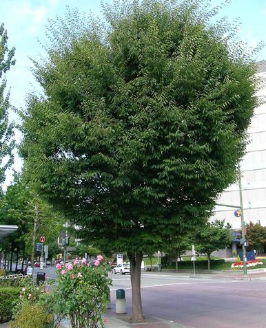 These trees are more rounded in shape and a bit smaller than the American hybrids and make excellent street trees. 27. http://www.texarkanacollege.edu/~mstorey/plants/p000256.jpg 28. http://www.urbanforestnursery.