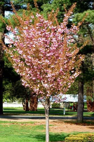 5. Malus Indian Summer - Indian Summer Crabapple Maximum 15 H x 15 W Slow Grower (<12 /year) Bloom: Yes, White Stress Tolerance: Intermediate/High Salt Tolerance: Moderate/High Fall Color: Varies