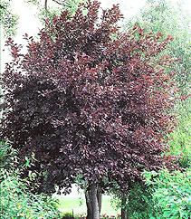 This small ornamental is highly adaptable to many different environments. http://www.rutgersln.com/large_image.asp?productimages/crabapple%20indian%20summer.jpg 6.