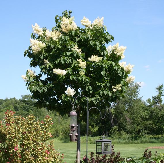 an, upright, spreading form. This tree has double-pink, very attractive flowers which is why it is planted. The tree has good yellow fall color and does not bear fruit.