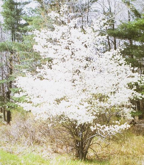Amur maple can grow rapidly when it is young if it receives water and fertilizer, but it is well-suited for planting close to power lines since it slows down and remains small at maturity. 3.