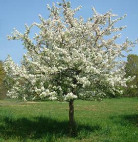 Malus Snowdrift - Snowdrift Crabapple Maximum 20 H x 15 W Moderate Grower (12-24 /year) Bloom: Yes, White The Snowdrift crab has an upright, spreading, rounded, dense crown, and can be grown as a