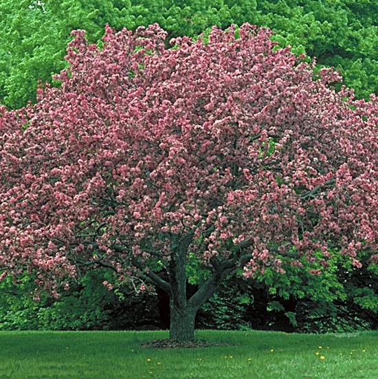 Crabapple is an upright, oval tree. This small, round-headed tree has fairly open branching. Pink to red buds open to white spring flowers. This tree has red fruit which are enjoyed by wildlife.