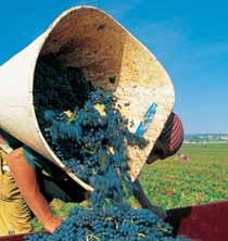 European Commission 3 More versatility for wine-making practices Today s positive lists for wine making (oenological) practices Wine making practices are the technical practices authorised for the