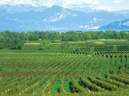 Fraccaroli 888.496.4994 Azienda Agricola f.lli Fraccaroli The Fraccaroli vineyard is located south of Lake Garda in the Veneto region of Italy.