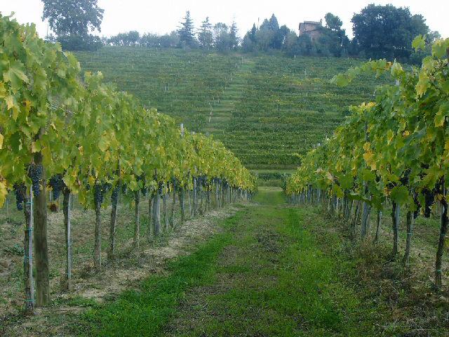 produce great wines when practiced with love and care. The Tiberini family reside at Le Caggiole estate since 1896.