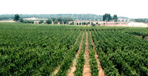 ) The vineyards are located in Manduria, the ancient stronghold of the Messapii and benefit from their position very close to the Mediterranean sea (approximately 5 km away.