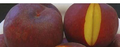 Supechtwenty New, PE1300, An early, low-acid peach with great color and flavor Maturity: early.