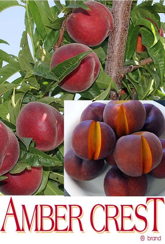 Supechsixteen Mid-season size, color, and flavor in the early season Maturity:. In Low-Chill Regions, -2 days Supechfifteen. Starts April 8 in low chill Coachella Valley.