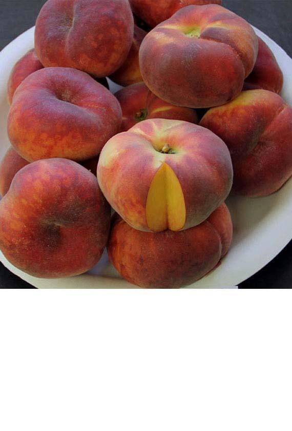 . PE1365F New, an early, low-acid flat peach, selected for it s pristine tip Maturity:. -19 days Galaxy, harvest begins May 23 in Bakersfield, Ca. Chilling: 350 C.H. Size: Large.
