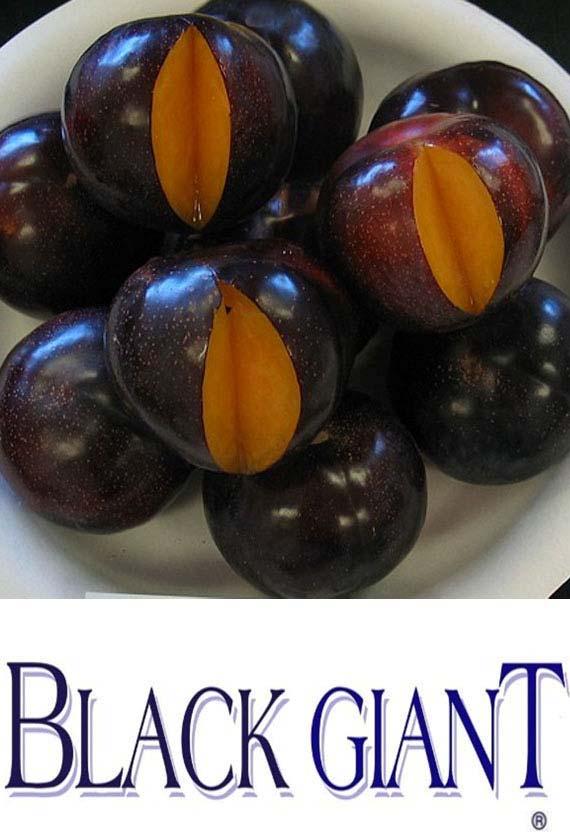 Dark reddish-black. Often has large tipscar. Flesh: Bright yellow-orange with dense juicy texture. Flavor: Mildly-sweet and aromatic, with excellent sugar (20-21 brix) and mild skin.