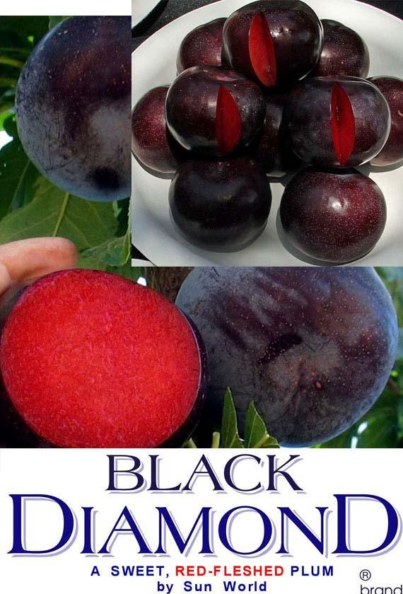 Shape: Uniform, round with a flat tip. Skin: Smooth finish. Burgundy, becoming black when mature. Flesh: Bright, uniformly red flesh with fine texture.